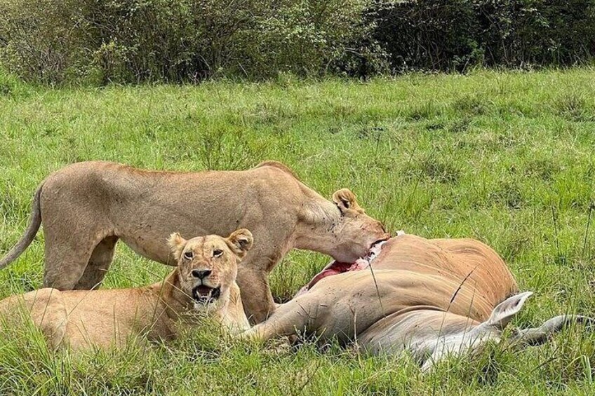 Two lions in a grassy field with a lioness lying down and another standing. 1