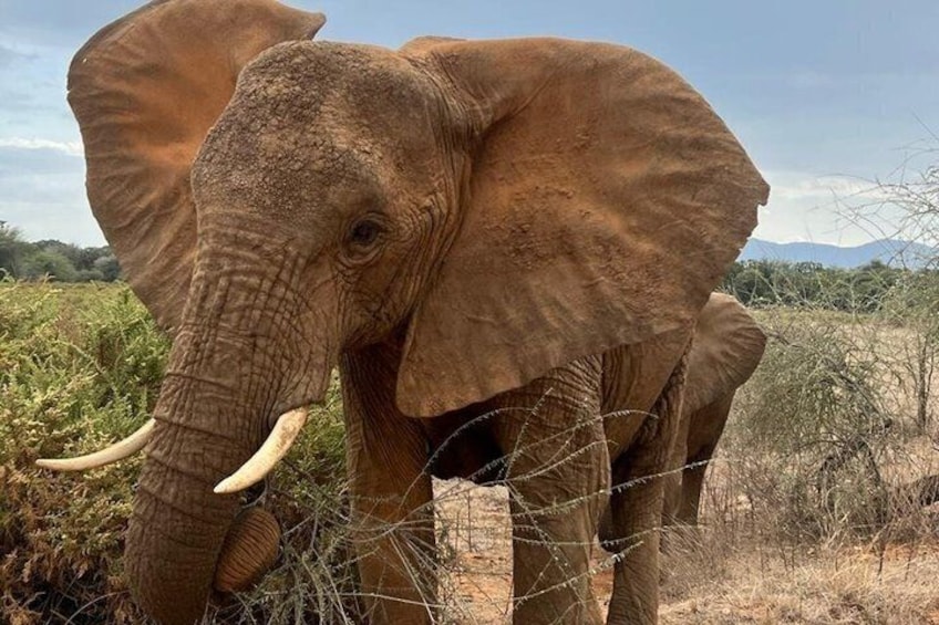 An elephant with tusks standing in a dry, grassy area with sparse vegetation and a barbed wire fence in the background. 4