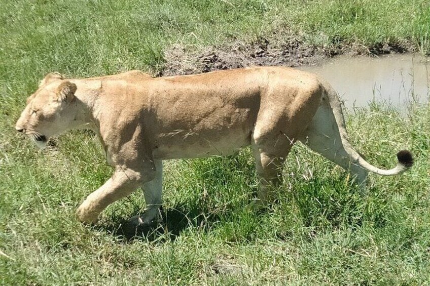 A lion walking through a grassy area near a water body. 4
