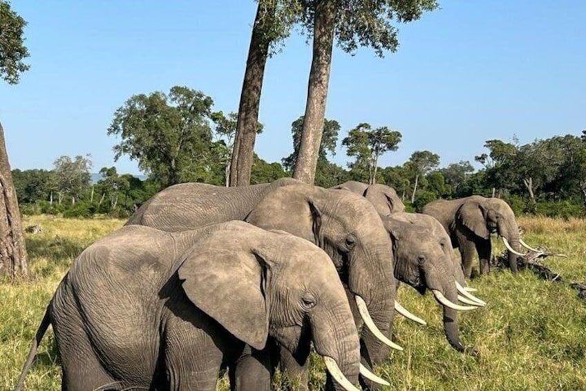 A herd of elephants in a grassy savannah with trees in the background. 1