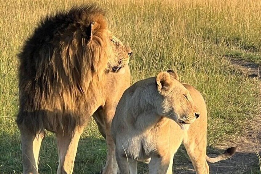 A lion and a cub in a grassy field. 3