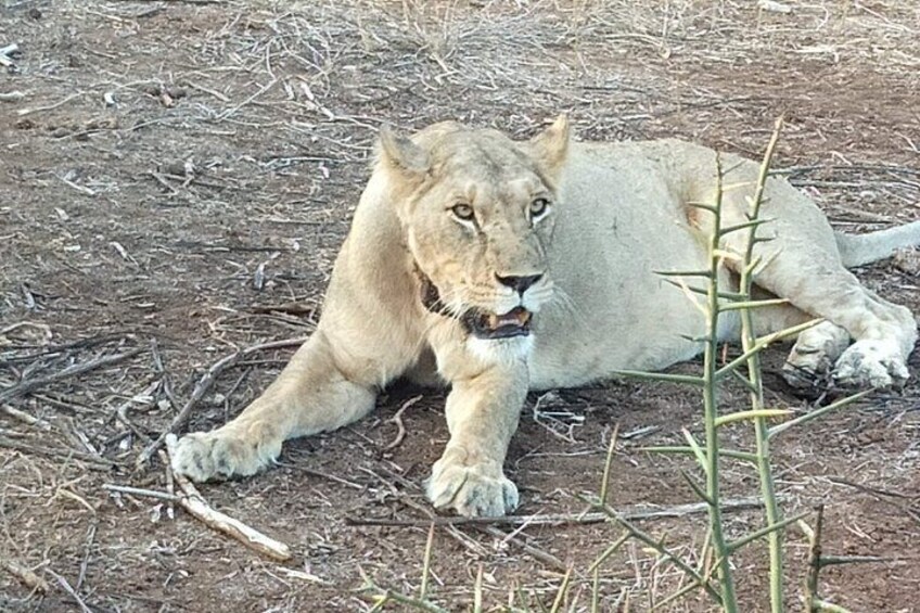 A lion lying on the ground with dry grass and twigs around. 5