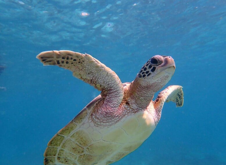 Picture 17 for Activity Muscat: Daymaniat Islands Snorkeling Trip with Brunch 4