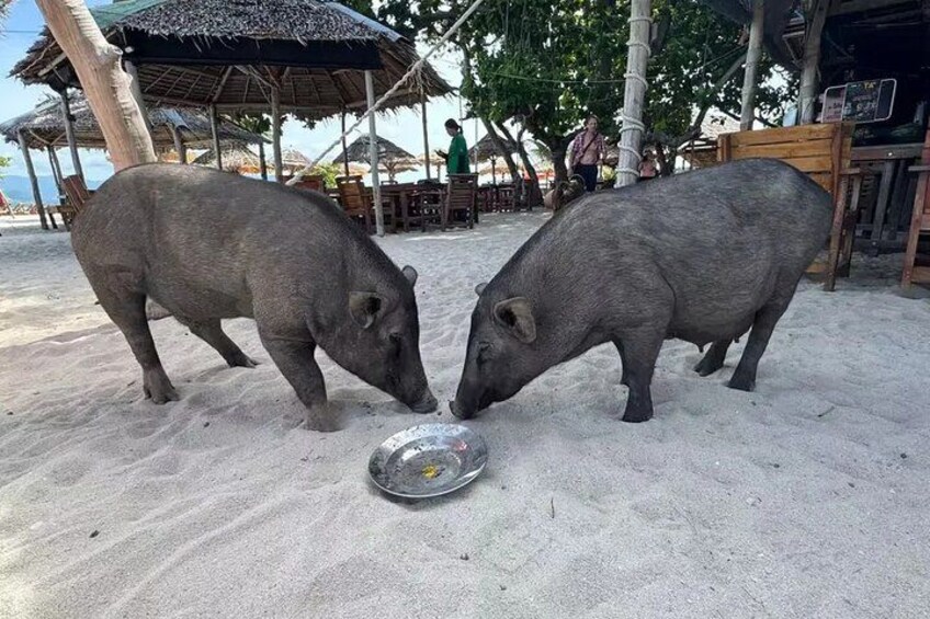 Two pigs on a sandy beach with a metal bowl in front of them. 1