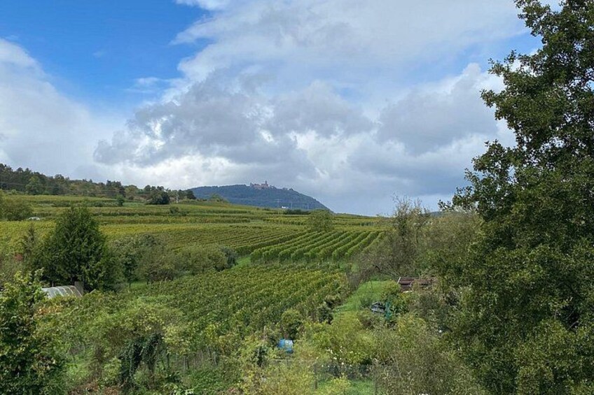A vineyard with rows of grapevines, a hill in the background, and a partly cloudy sky. 5
