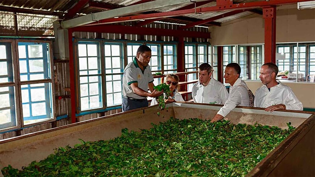 A group of people in a greenhouse handling plants. 2