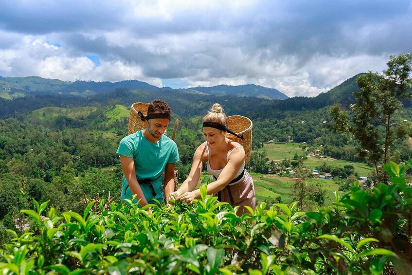 Two people harvesting tea leaves in a lush, hilly landscape. 3