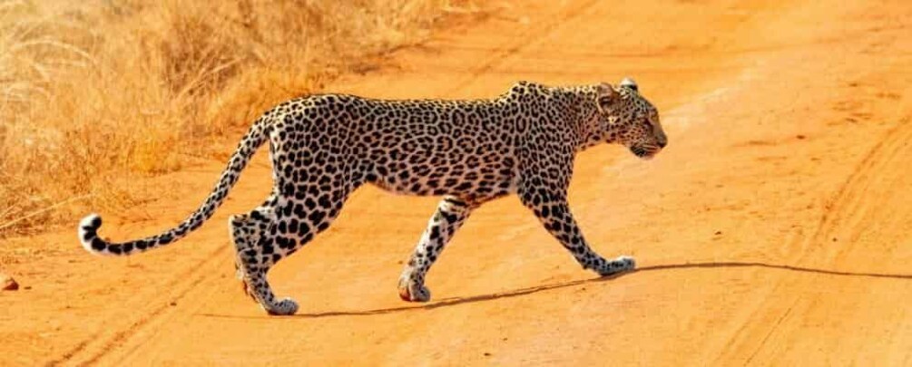 A leopard walking on a dirt road in a dry, grassy area. 4
