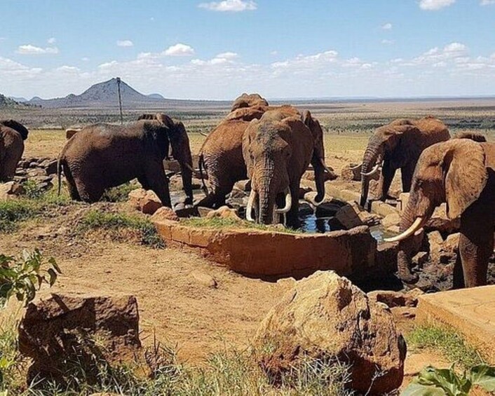 Elephants near a waterhole in a savannah landscape with distant mountains. 3