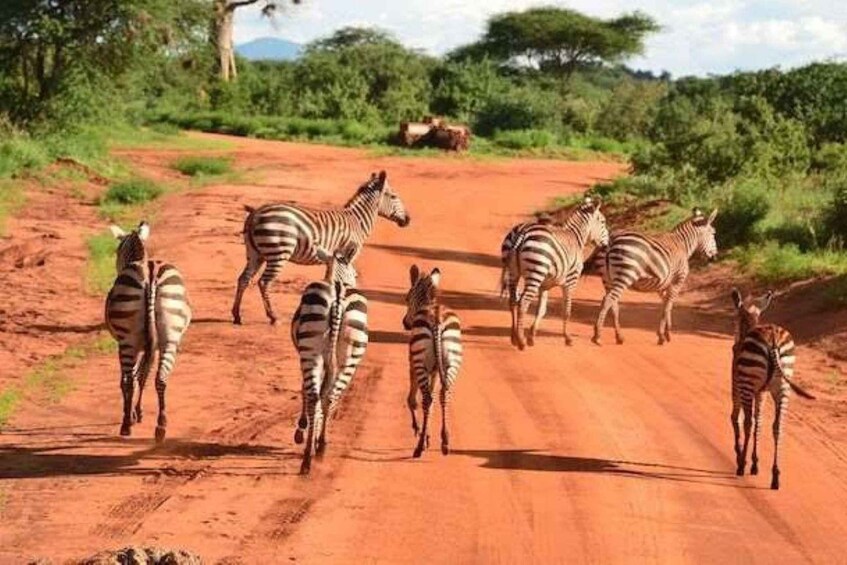 Zebras walking on a dirt road with greenery and trees in the background. 2