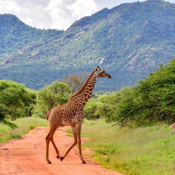 A giraffe walking on a dirt path with green foliage and mountains in the background. 2