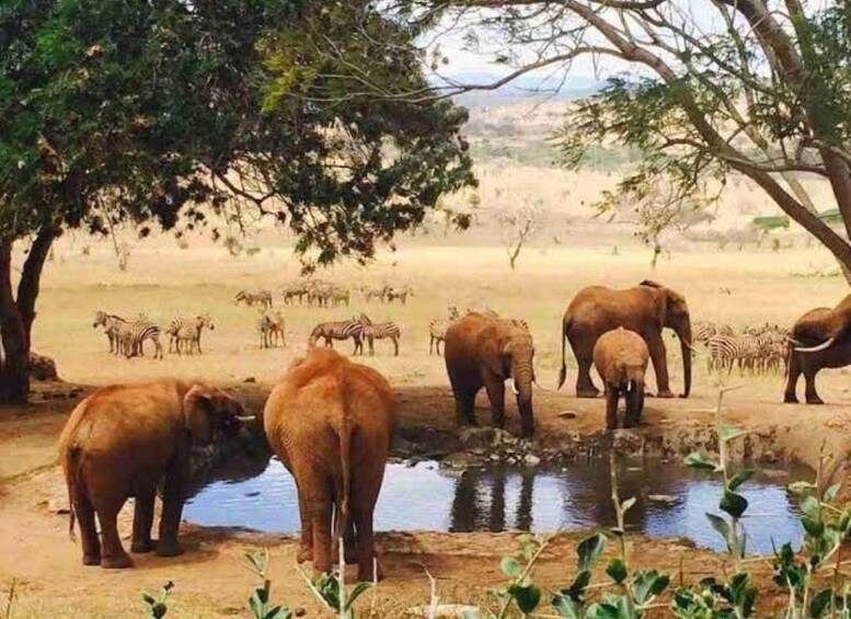 Elephants and zebras near a water source in a savanna landscape. 4