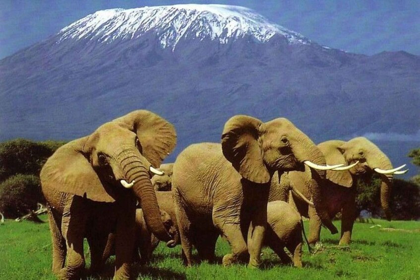 A herd of elephants in a grassy field with a snow-capped mountain in the background. 1