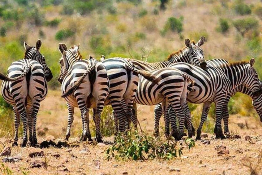 A group of zebras standing in a dry, grassy field with sparse vegetation. 5