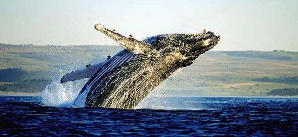 A humpback whale breaching the water. 1
