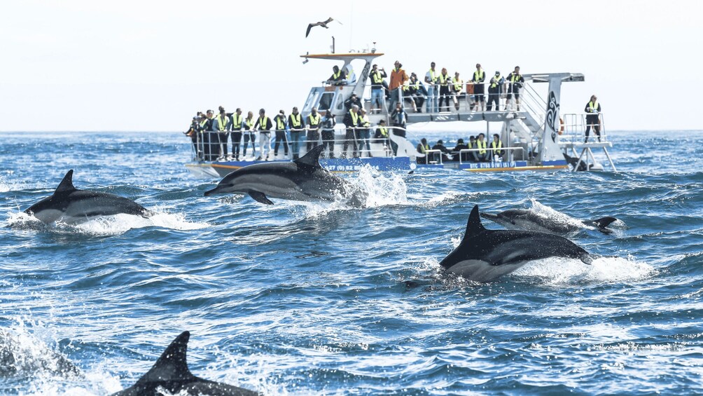 Dolphins jumping out of the water near a boat with people watching. 2