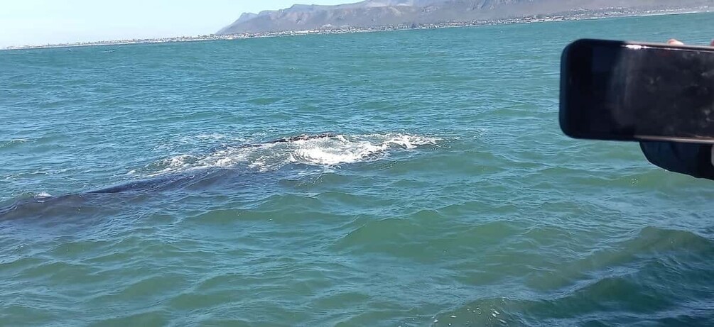 A whale breaching the ocean surface, with a coastline and mountains in the background. 3