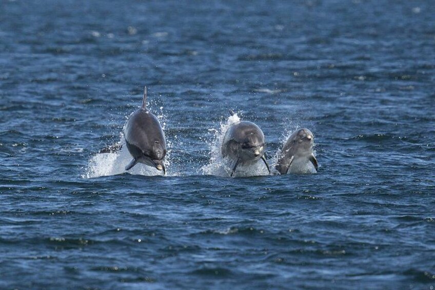 Delfiner som simmar i havet. 4