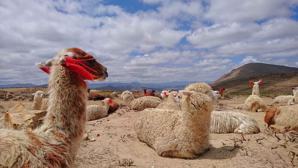 A herd of llamas in a dry, mountainous landscape with scattered rocks and a distant mountain range. 5