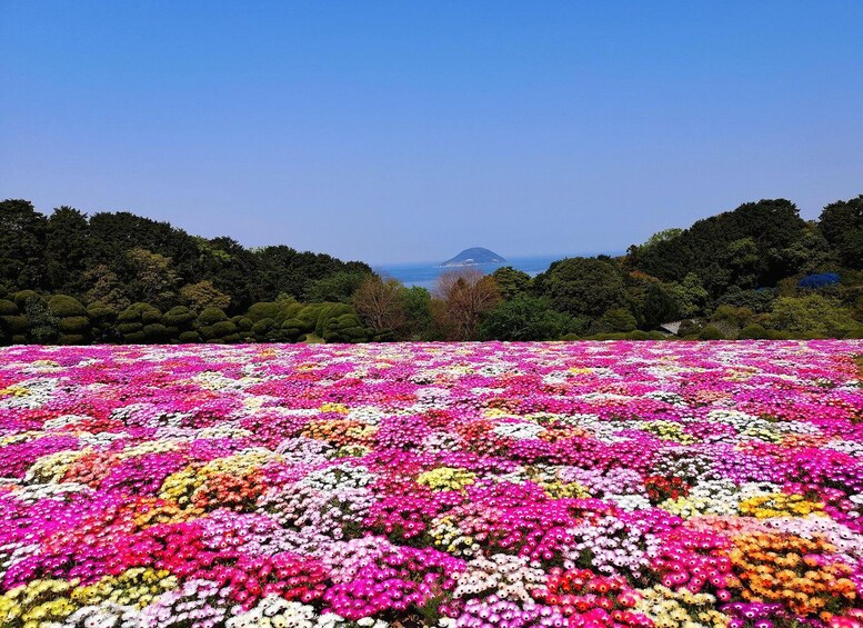 A field of colorful flowers with a mountain in the background. 1