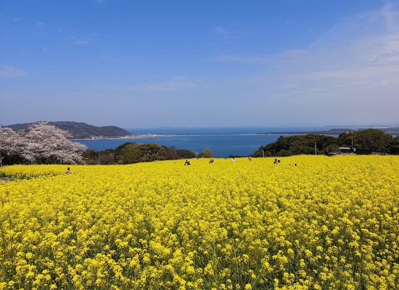 A field of yellow flowers with a coastal view and cherry blossoms in the background. 5