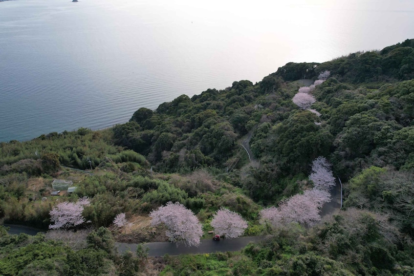 A river winding through a forested hillside with cherry blossoms. 2
