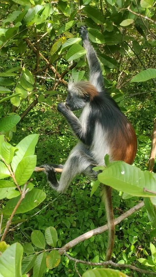 Picture 1 for Activity Jozani forest & salaam cave & mtende beach & Kae fank sunset 4