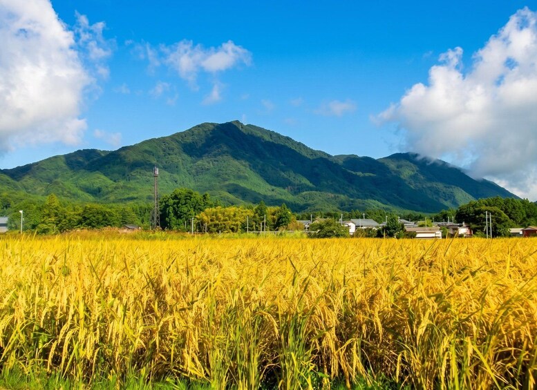 A golden wheat field with a mountain in the background. 2