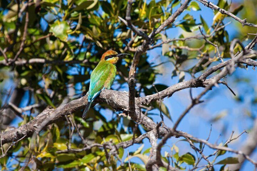 Rainbow Bee eater 3