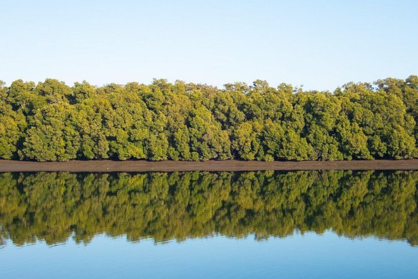 Mangroves 5