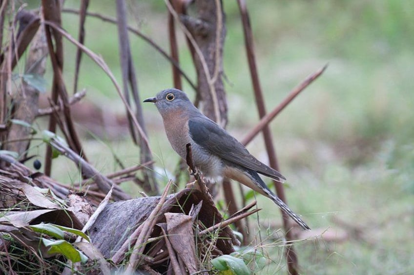 Fan Tailed Cuckoo 4
