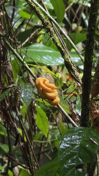 Picture 48 for Activity Tortuguero 4 Tours: Canoe, Jaguar, Night Walk & Turtles 2
