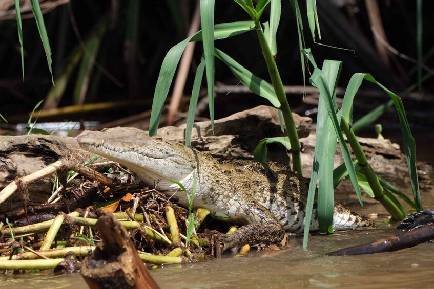 Picture 45 for Activity Tortuguero 4 Tours: Canoe, Jaguar, Night Walk & Turtles 5