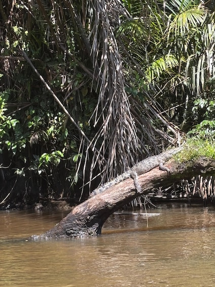 A fallen tree in a river surrounded by dense foliage. 4