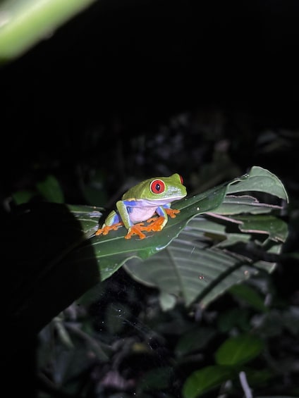 A green frog with red eyes on a leaf. 5