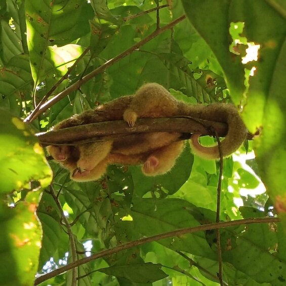 A monkey clinging to a branch amidst dense green foliage. 1