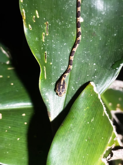 A snake on a green leaf. 3
