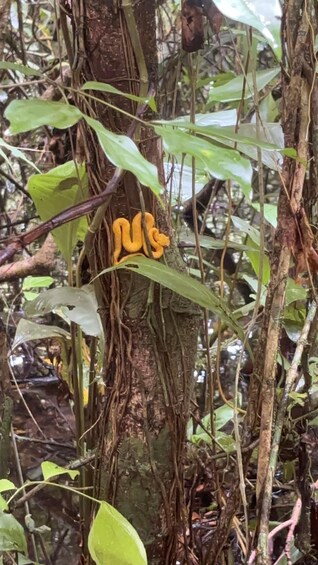 Picture 47 for Activity Tortuguero 4 Tours: Canoe, Jaguar, Night Walk & Turtles 4