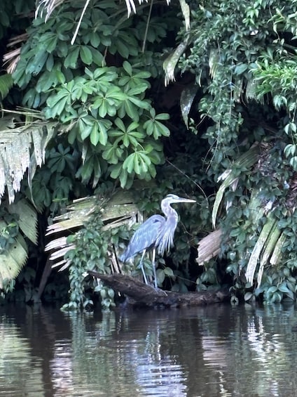 A heron standing on a branch by a calm body of water, surrounded by dense foliage. 2