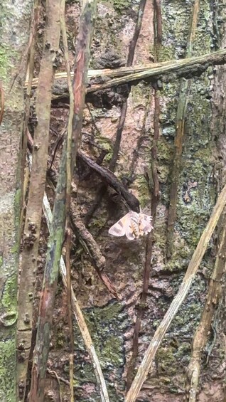 Picture 53 for Activity Tortuguero 4 Tours: Canoe, Jaguar, Night Walk & Turtles 3
