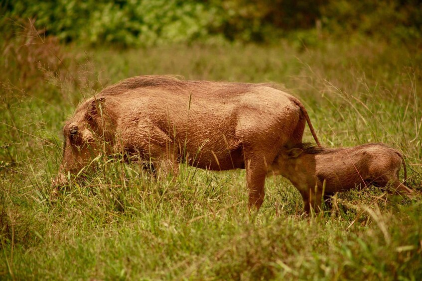 Un animal grande y marrón pastando en un campo cubierto de hierba, con otro animal más pequeño cerca. 5