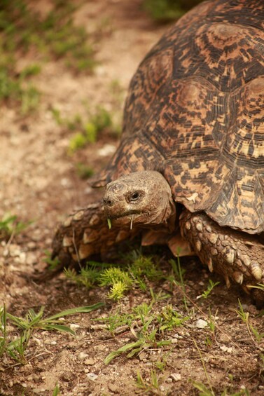 Una tortuga en un sendero de tierra con hierba escasa. 2