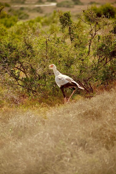 Un ave blanca con el rostro anaranjado y marcas rojas alrededor de los ojos caminando por un campo cubierto de hierba y arbustos verdes. 3