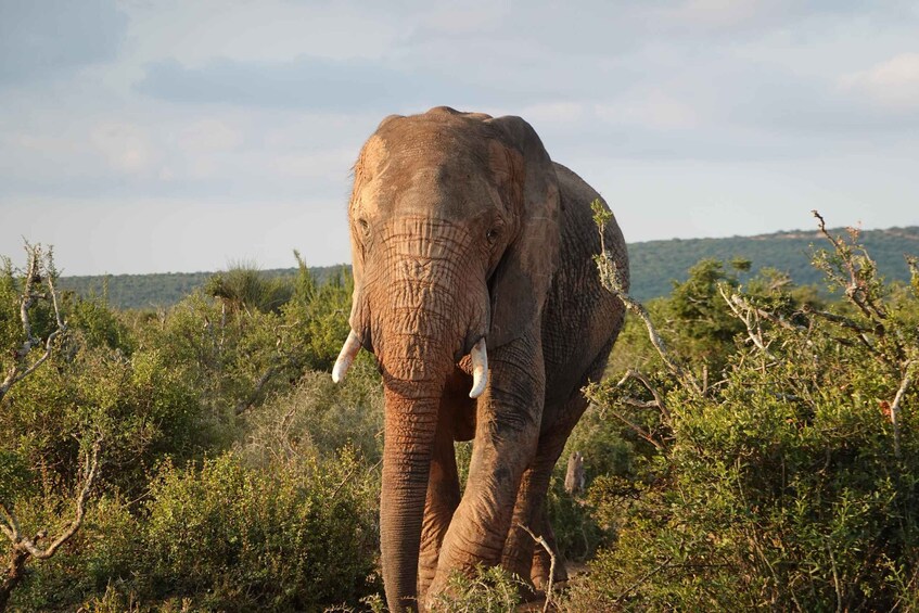 Un elefante caminando a través de un matorral denso y verde, con un paisaje montañoso al fondo. 1