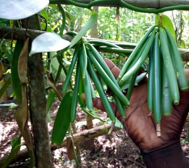 A hand holding green pods from a plant. 5