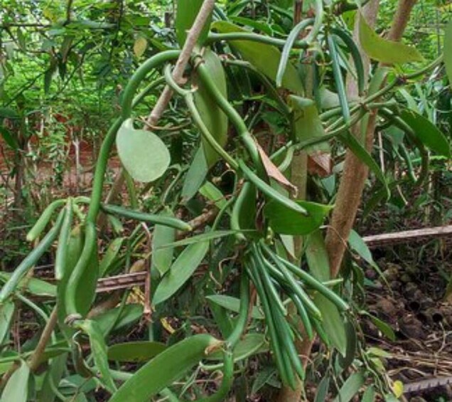 A plant with elongated pods hanging from branches in a natural setting. 2
