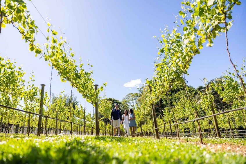 Picture 1 for Activity Brisbane: Wine Tasting - Hop on Hop off Tour to Mt Tamborine 2