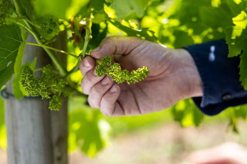 Picture 2 for Activity Brisbane: Wine Tasting - Hop on Hop off Tour to Mt Tamborine 3