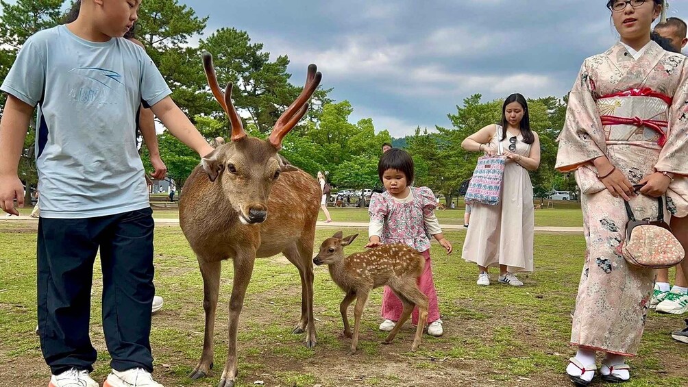 Picture 26 for Activity Kyoto/Nara: Family-Fun & Cultural Car Tour with Hotel Pickup 3