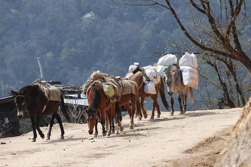 A group of horses carrying loads on a dirt path. 4